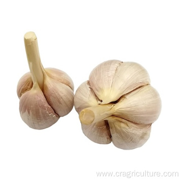 Fresh Chinese 4P Pure White Garlic